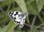 Marbled white butterfly - Wildstock